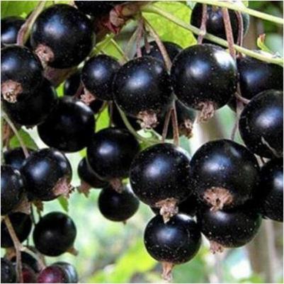 Смородина Черная Орловская серенада – фото 1