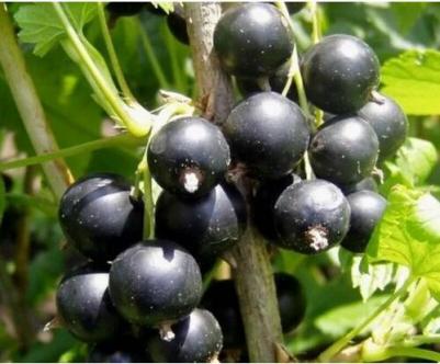 Смородина Черная Орловская серенада – фото 3