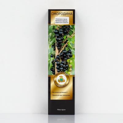 Смородина Черная Орловская серенада – фото 5