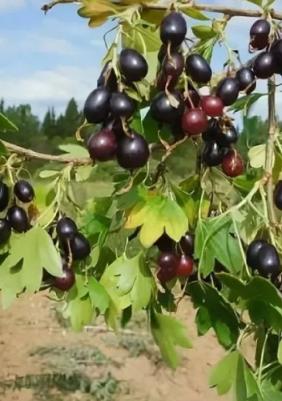 Смородина золотистая – фото 7