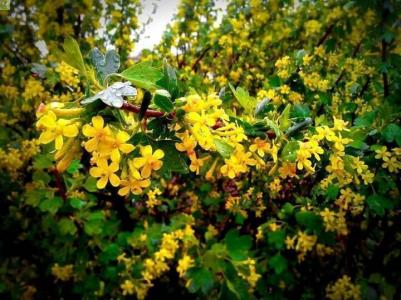 Смородина золотистая – фото 9