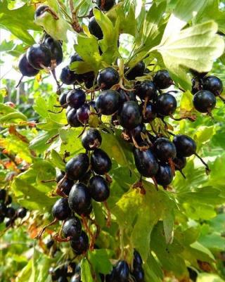 Смородина золотистая – фото 11