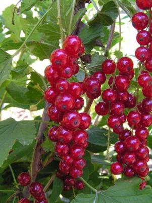 Смородина золотистая – фото 12