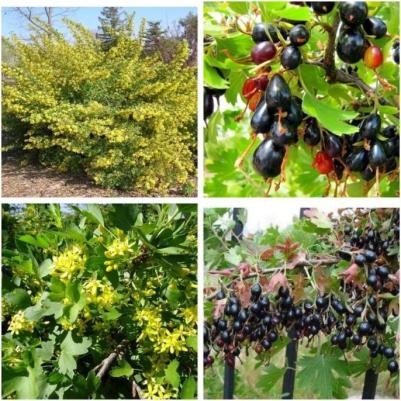 Смородина золотистая – фото 13