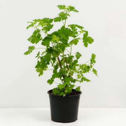 Смородина золотистая – фото 16