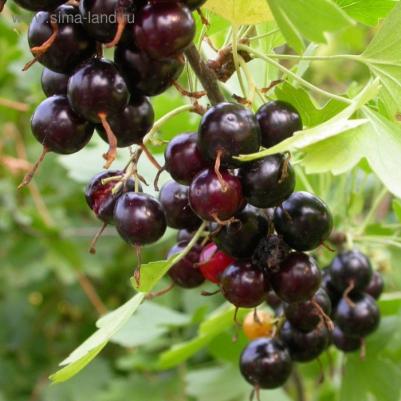 Смородина золотистая – фото 17