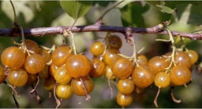 Смородина золотистая