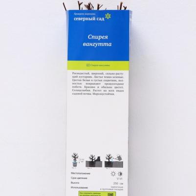 Спирея Вангутта – фото 2