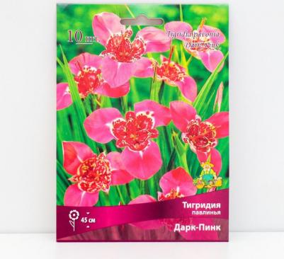 Тигридия павлинья – фото 7