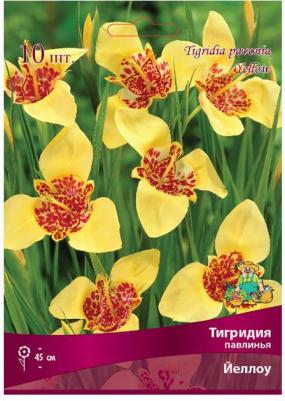 Тигридия павлинья – фото 19