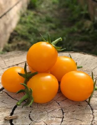 Томат Вишня желтая – фото 4