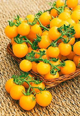 Томат Вишня желтая – фото 11