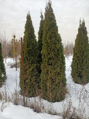 Туя Смарагд – фото 1