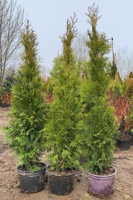 Туя Смарагд – фото 2