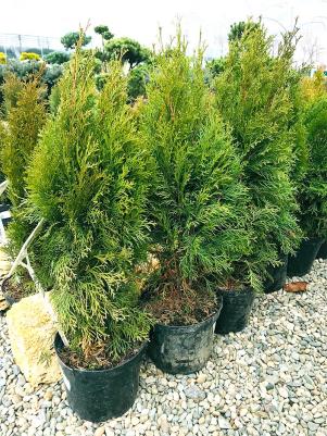 Туя Смарагд – фото 3