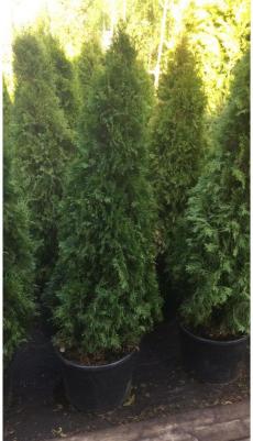 Туя Смарагд – фото 5