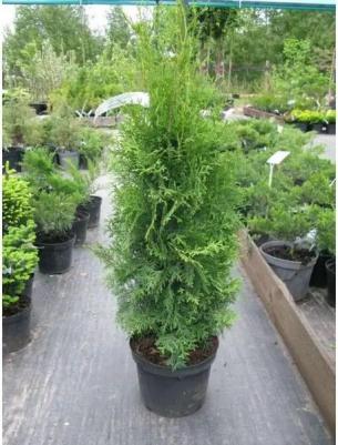 Туя западная Columna – фото 1