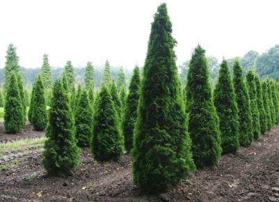 Туя западная Columna – фото 2