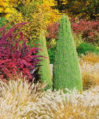 Туя западная Columna – фото 3