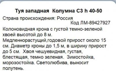 Туя западная Columna – фото 4