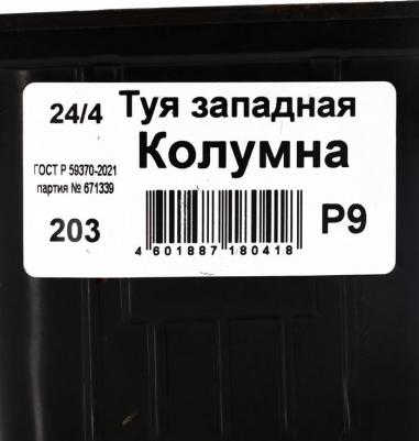 Туя западная Columna – фото 5