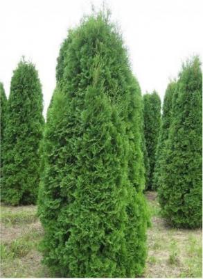 Туя западная Columna – фото 6