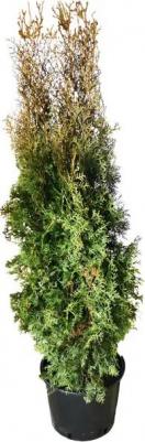 Туя западная Columna – фото 7