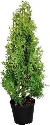 Туя западная Columna – фото 9