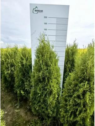 Туя западная Columna – фото 10