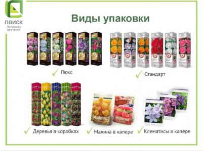 Туя западная Columna – фото 14