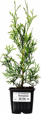 Туя западная Columna – фото 15
