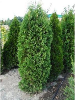 Туя западная Columna