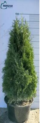 Туя западная Columna – фото 16