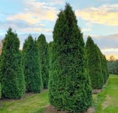 Туя западная Columna – фото 17