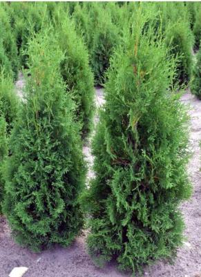 Туя западная Columna – фото 19