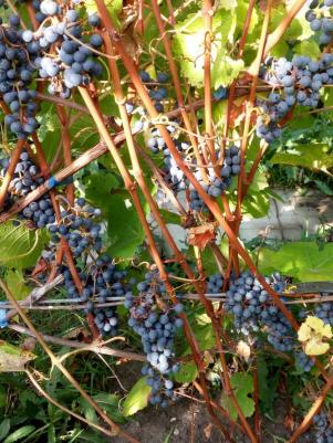Виноград амурский – фото 1