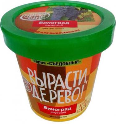 Виноград амурский – фото 4