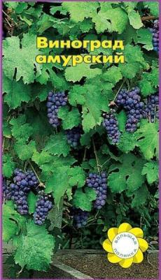 Виноград амурский – фото 6