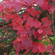 Виноград амурский – фото 7