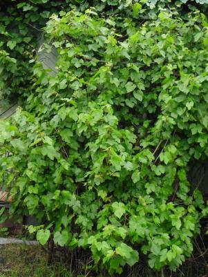 Виноград амурский – фото 13