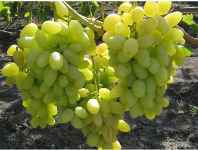 Виноград Аркадия – фото 6