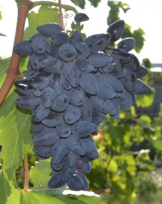 Виноград Викинг – фото 1