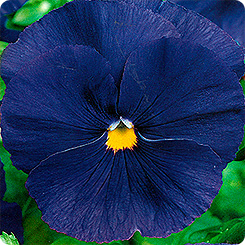 Виола Воды Эльбы – фото 8