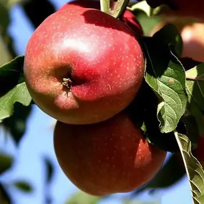 Яблоня Джин