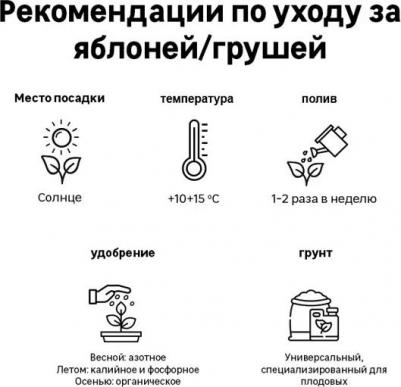 Яблоня Джин – фото 5