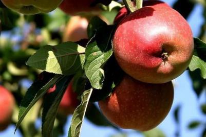 Яблоня Джин – фото 8