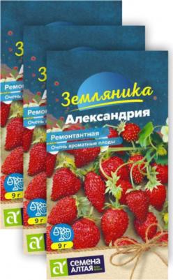 Земляника Александрия альпийская – фото 15