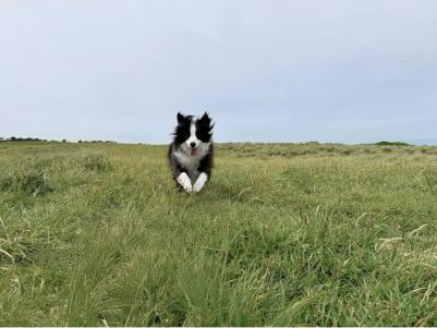 Osmo Mobile 7 – фото 10