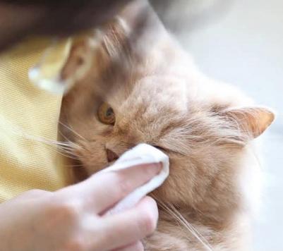 Салфетки влажные для глаз и ушей собак и кошек (80 шт.) – фото 3