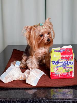 Многоразовые подгузники для собак и кошек до 3 кг, обхват талии 15-30 см, для приучения к туалету, 16 штук – фото 6